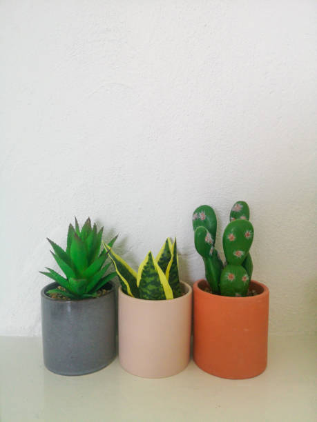istock Good morning cactus, colourful Background 1170087296