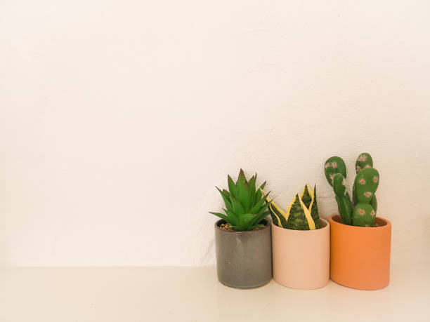 istock Good morning cactus, colourful Background 1170087349