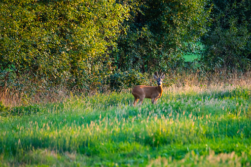 in the  evening you can see deer in the fields