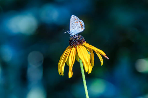 istock A butterfly drinks nectar from a garden flower and thus produces pollination 1170088175