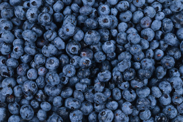 istock Fresh blueberry background. Texture blueberry berries close up. 1170089359