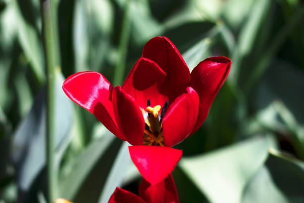 rote helle voll blühende tulpenblume nahaufnahme. nahaufnahme einer blume von oben in der natur. - tulip blue close up cut flowers stock-fotos und bilder