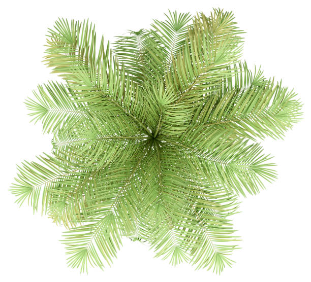 istock bottle palm tree isolated on white background. top view 1170090169
