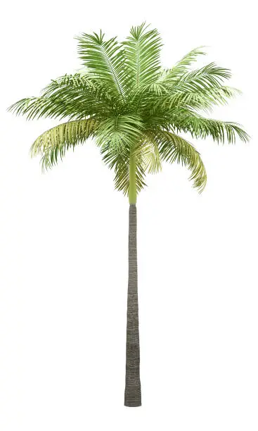 Photo of bottle palm tree isolated on white background