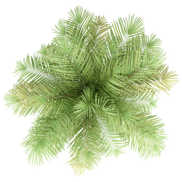 istock bottle palm tree isolated on white background. top view 1170090758