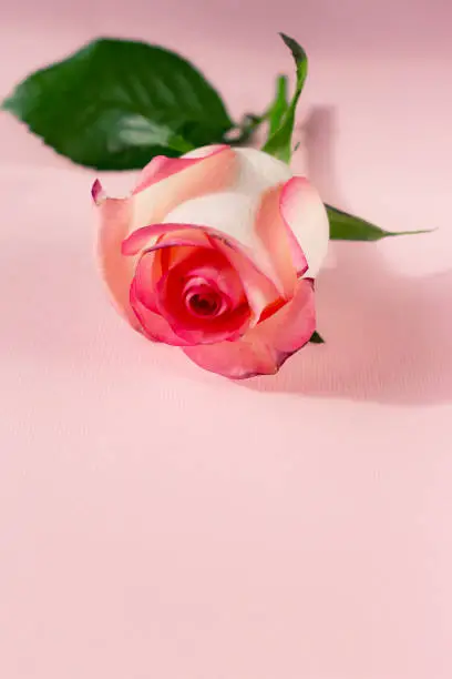 Single white and pink rose bud on a pink background. Femininity, tenderness and symbol of chastity and virginity. Copyspace for text, top view, flat lay, vertical photo.