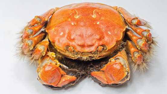 Close up of Chinese mitten crab tied up with ropes, shanghai hairy crabs isolated on white background.