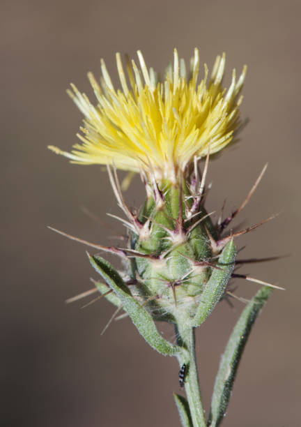 istock Centaurea melitensis Maltese starthistle small yellow thistle with long thorns and almost shrubby bearing 1170092816