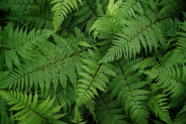 istock Full Frame Shot Of Fern Leaves 1170093174