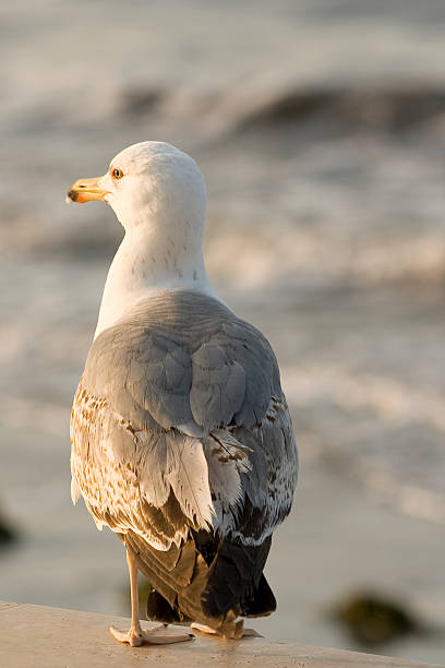 Seagull in the Morning Sun stock photo