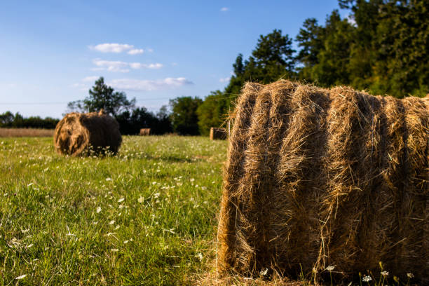 istock Harvested straw field with Hay bale on agriculture field 1170094504