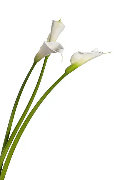 three calla lilies close-up, isolated on white background