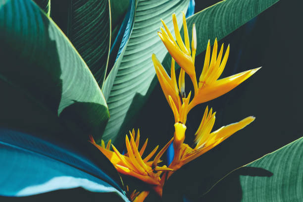 istock beautiful colorful exotic flower on dark leaf background 1170095268