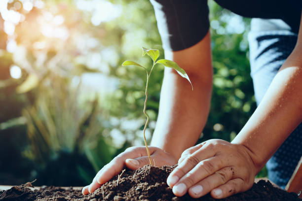 istock farmer hand planting tree in gardren for save world 1170095349