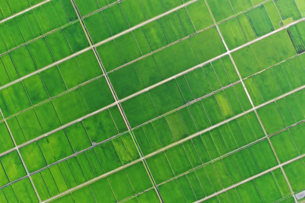 paysage de champ de riz à niigata - aerial view mid air farm field photos et images de collection