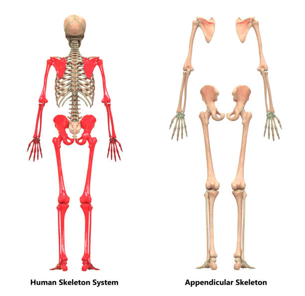 ludzki szkielet system przydatki szkielet anatomia tylny widok - ulna one person concepts rear view zdjęcia i obrazy z banku zdjęć