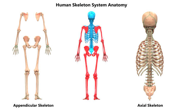 Detailed human skeleton model displaying anatomical structure, ideal for educational purposes.