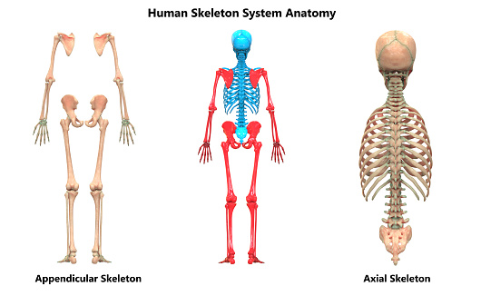 3D Illustration of Human Skeleton System Appendicular and Axial Skeleton Anatomy Posterior View