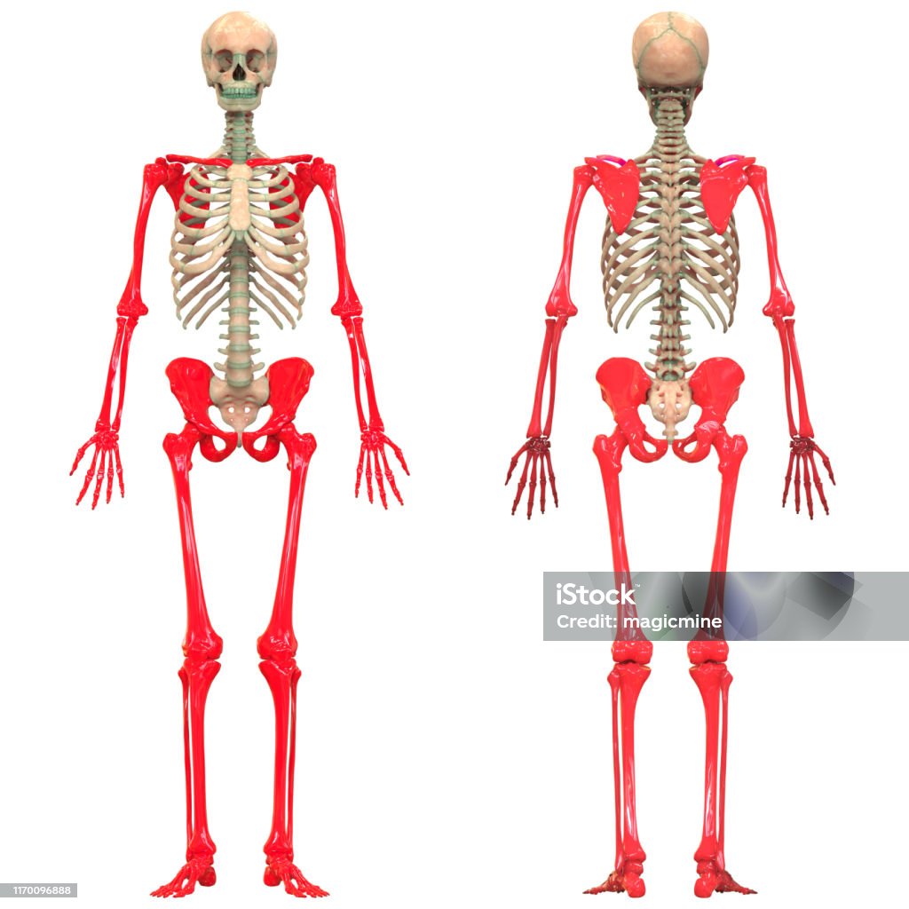 Appendicular Skeleton Biology Diagrams