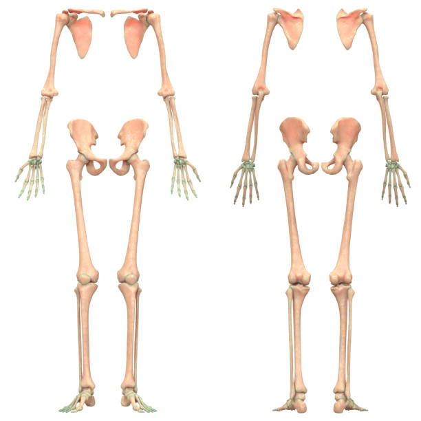 ludzki szkielet system przydatki szkielet anatomia - ulna one person concepts rear view zdjęcia i obrazy z banku zdjęć