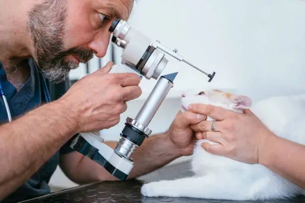 Photo of Male veterinarian using a sight measure optometry machine on a blind cat. Ocular care for elderly cats.