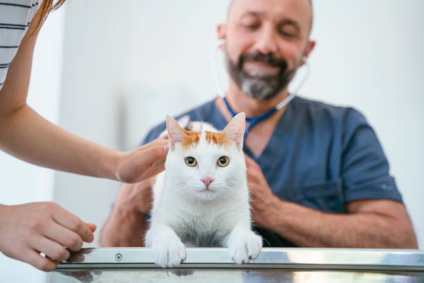 professional doctor measuring the pressure of the blood of an unhealthy cat. - vet domestic cat veterinary medicine stethoscope imagens e fotografias de stock