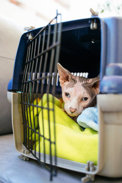 istock Emergency veterinary clinic. Fast diagnosis on illness symptom for your pet. 1170098160
