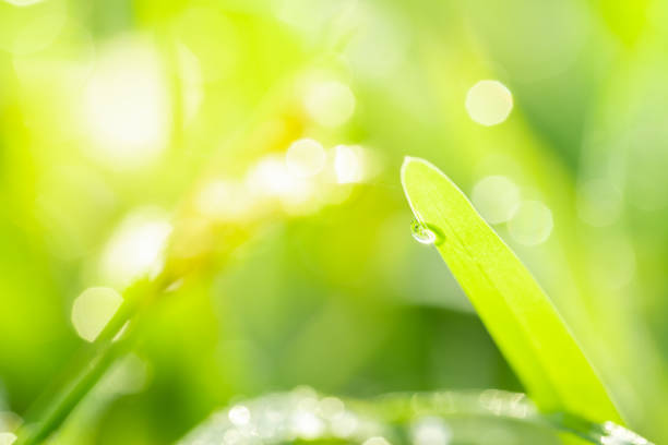 istock Dewdrops on green grass in the morning. 1170099608