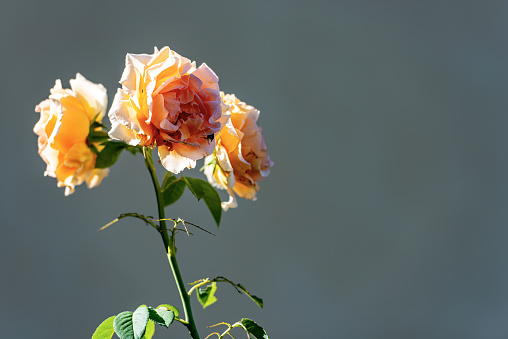 Close-up of three yellow rose flowers on a gray background with copy space