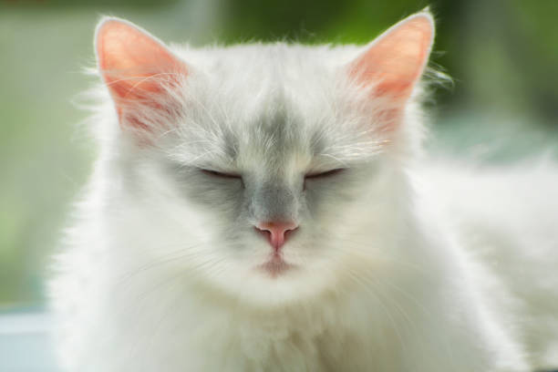 gato branco do angora turco no fundo ensolarado macio. - angora wool - fotografias e filmes do acervo