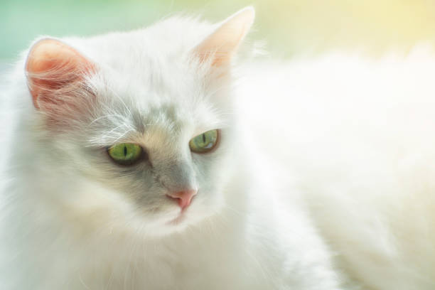 istock White kitty of Turkish Angora breed on soft sunny background. 1170102664