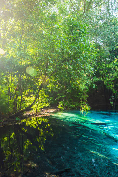 istock A tranquil emerald pool in the lowland forest on summer morning. 1170103361