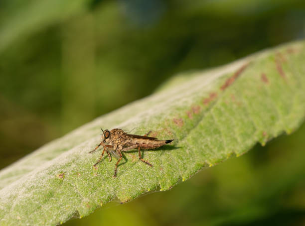 istock Robber fly aka assasin fly (Asilidae) with prey. 1170103373