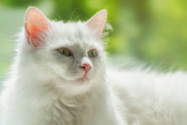 portret białego kotka tureckiej rasy angora na miękkim słonecznym tle. - angora wool zdjęcia i obrazy z banku zdjęć