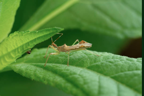 istock Nagusta goedelii insect on leaf. Italy. 1170103659