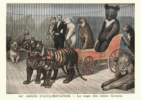 Vintage engraving of Animal trainer performing at circus, Tigers, Lions, Bears. (Au jardin d'acclimatation. La cage des betes feroces), 19th Century