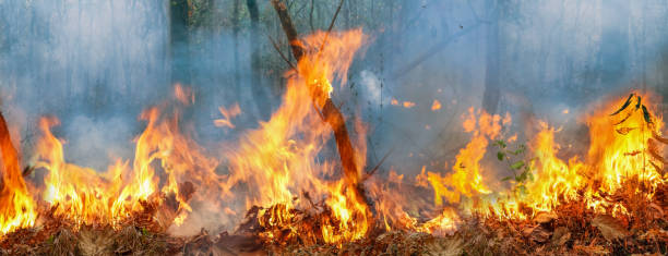 amazonregenwaldbrand-katastrophe brennt in einer geschwindigkeit, die wissenschaftler noch nie zuvor gesehen haben. - inferno stock-fotos und bilder