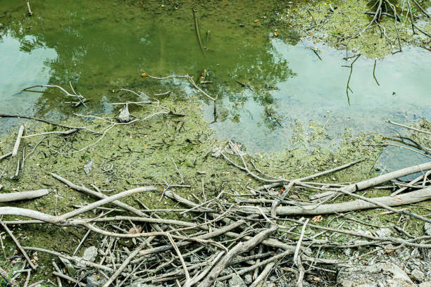 River & Dry tree branch and algae (thallophytic plant, moss lichen). Sewage or domestic wastewater or municipal wastewater that's product by community of people. waste water is any water that has been use. río & rama de árbol seco y algas (planta tallofítica, liquen musgo). aguas residuales o aguas residuales domésticas o aguas residuales municipales producto por comunidad de personas. aguas residuales es cualquier agua que se ha utilizado.