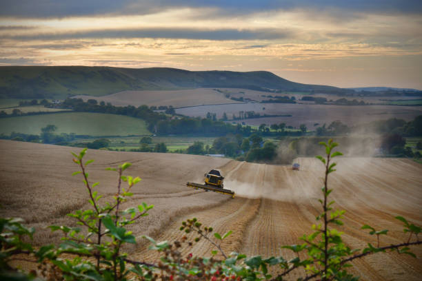 小麦の収穫 - tractor farm uk agriculture ストックフォトと画像