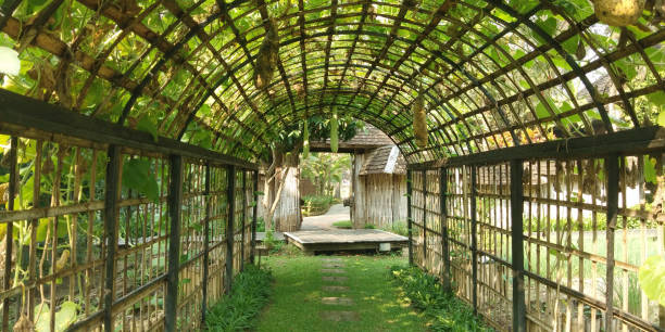 istock Vegetable Tunnel On Road, The tunnel road is surrounded by vegetables. 1170108007