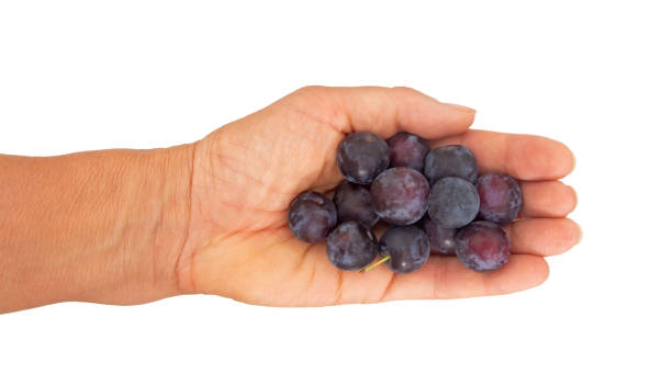istock Purple cherry plums in hand, isolated on white. Heritage variety. 1170108106