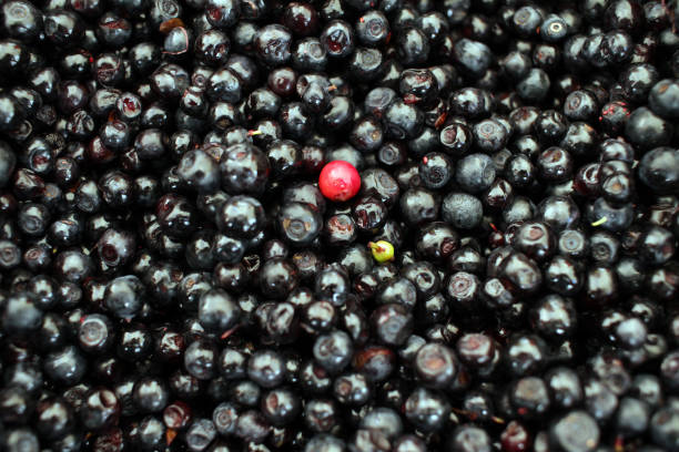 istock Blueberries or bilberries. Fresh organic berries. fruits pattern. full frame 1170109624