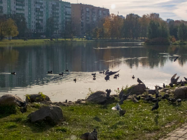 temps d'automne, automne dans la ville, paysage urbain d'automne avec un étang, personnes marchant et d'autres amusements - bench forest pond autumn photos et images de collection