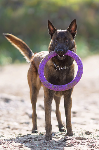 Happy young Belgian Shepherd dog Malinois playing with a puller ring toy staying on a beach in summer