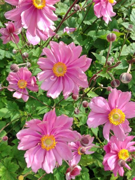 pink Anemone flowers Lovely pink and yellow Anemone Hupehensis Japonica flowers also known as Rosenschale japanese anemone windflower flower anemone flower stock pictures, royalty-free photos & images