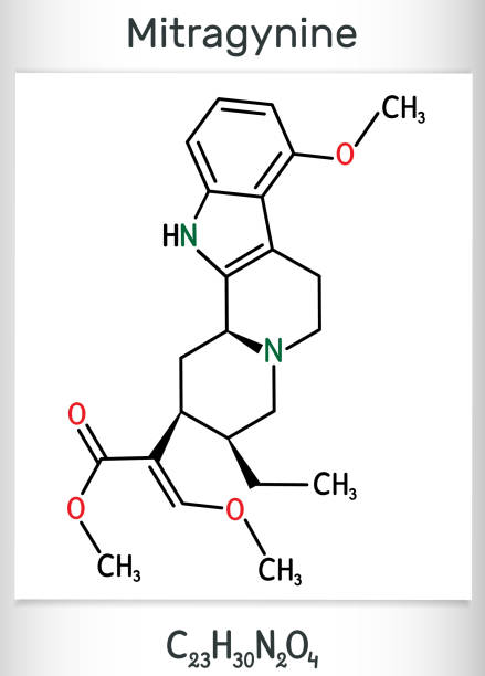 Mitragynine molecule. It is the herbal alkaloid with opiate-like properties produced by plant Mitragyna speciosa Korth, kratom. Structural chemical formula and molecule model Mitragynine molecule. It is the herbal alkaloid with opiate-like properties produced by plant Mitragyna speciosa Korth, kratom. Structural chemical formula and molecule model. Vector illustration nitrogen element stock illustrations