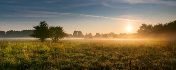 Warm misty summer sunrise over a grassy landscape august 2019, Vlaardingen, The Netherlands warm summer sunrise over a grassy landscape grassland in morning sunrise stock pictures, royalty-free photos & images