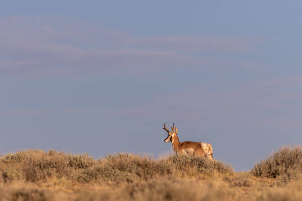 istock Pronghorn Antelope Buck 1170115187