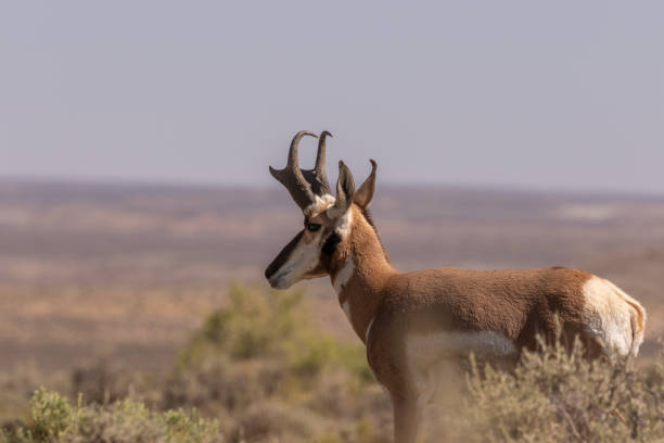 istock Pronghorn Antelope Buck 1170115189