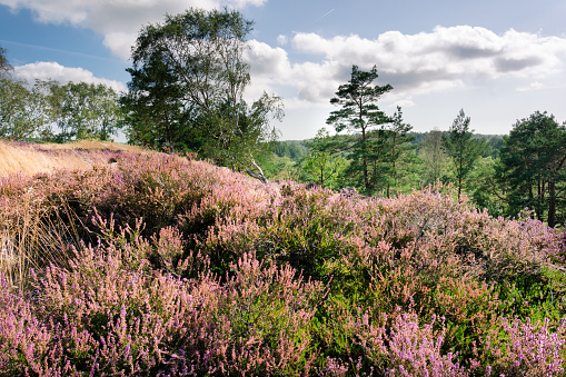 Green trees with blue sky in the backgound and pink red violet heather as foreground, Gothenburg Sweden